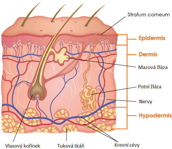 Anatomie kůže